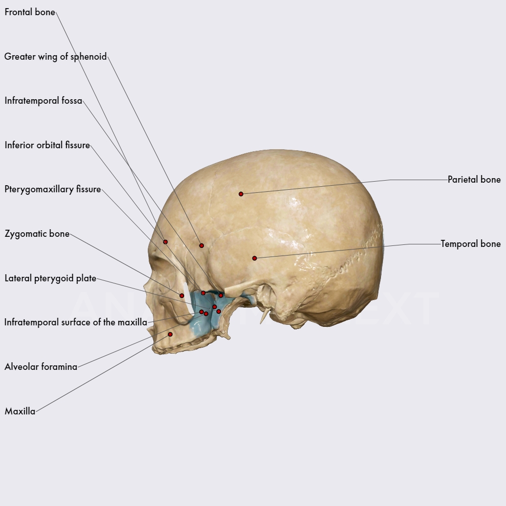 Infratemporal Fossa Skull Topography Head And Neck Anatomyapp Learn Anatomy 3d Models 0383